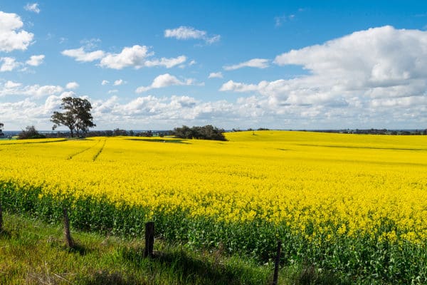 Golden canola